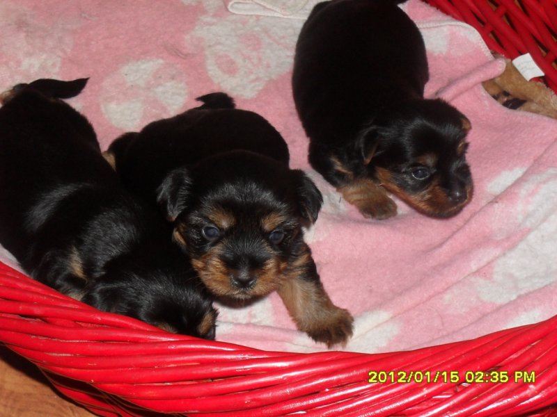 szczeniaczki-rasa silki.